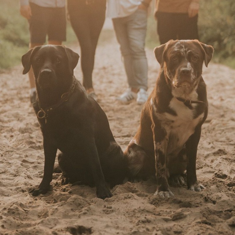 Hund - SpiritPaw Physiotherapie